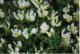 Το φυτό Astragalus angustifolius
