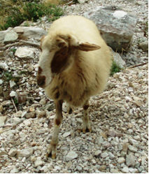 The Sheep (Greek race Kalarrytiki )